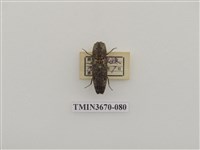 藏品(叩頭蟲(1))的圖片